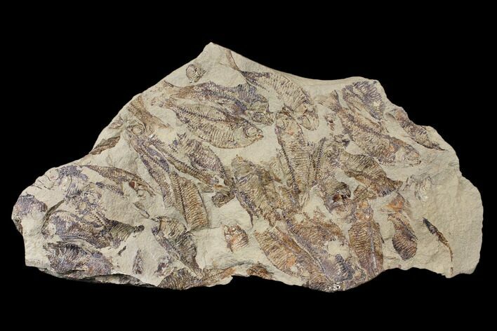 Fossil Fish (Gosiutichthys) Mortality Plate - Lake Gosiute #130012